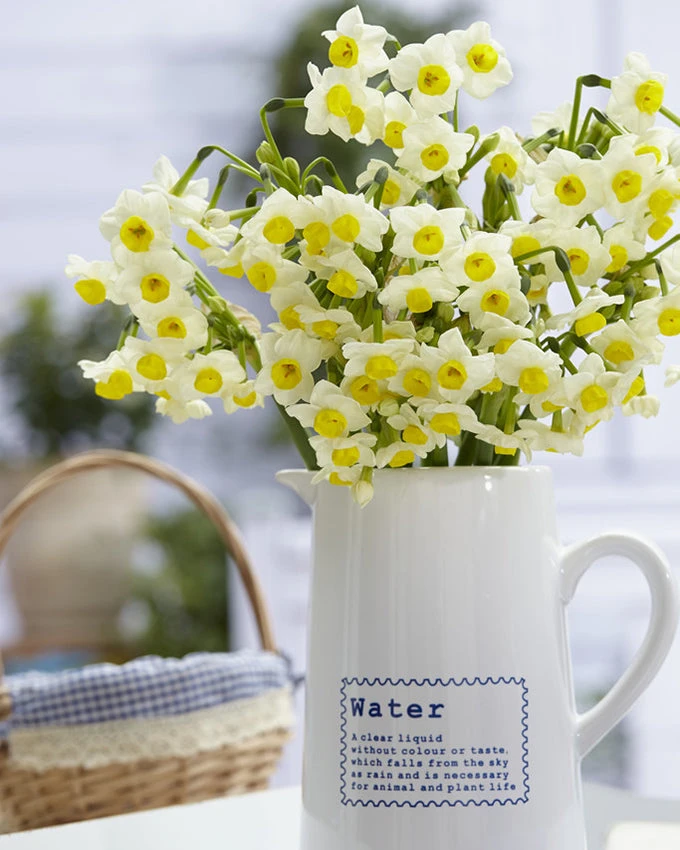 Narcissus 'Avalanche' - Image 3