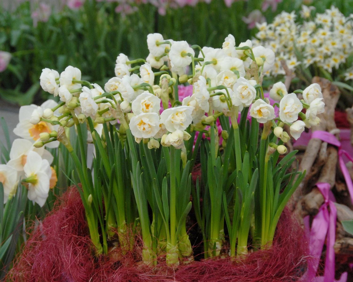 Narcissus 'Bridal Crown' - Image 5