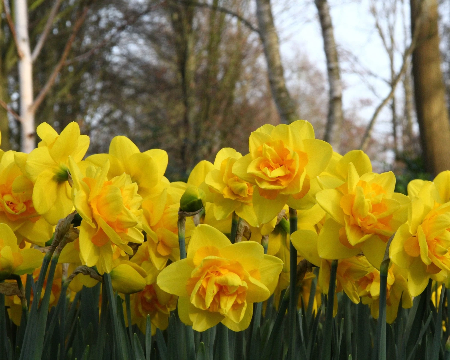 Narcissus 'Dick Wilden' - Image 2