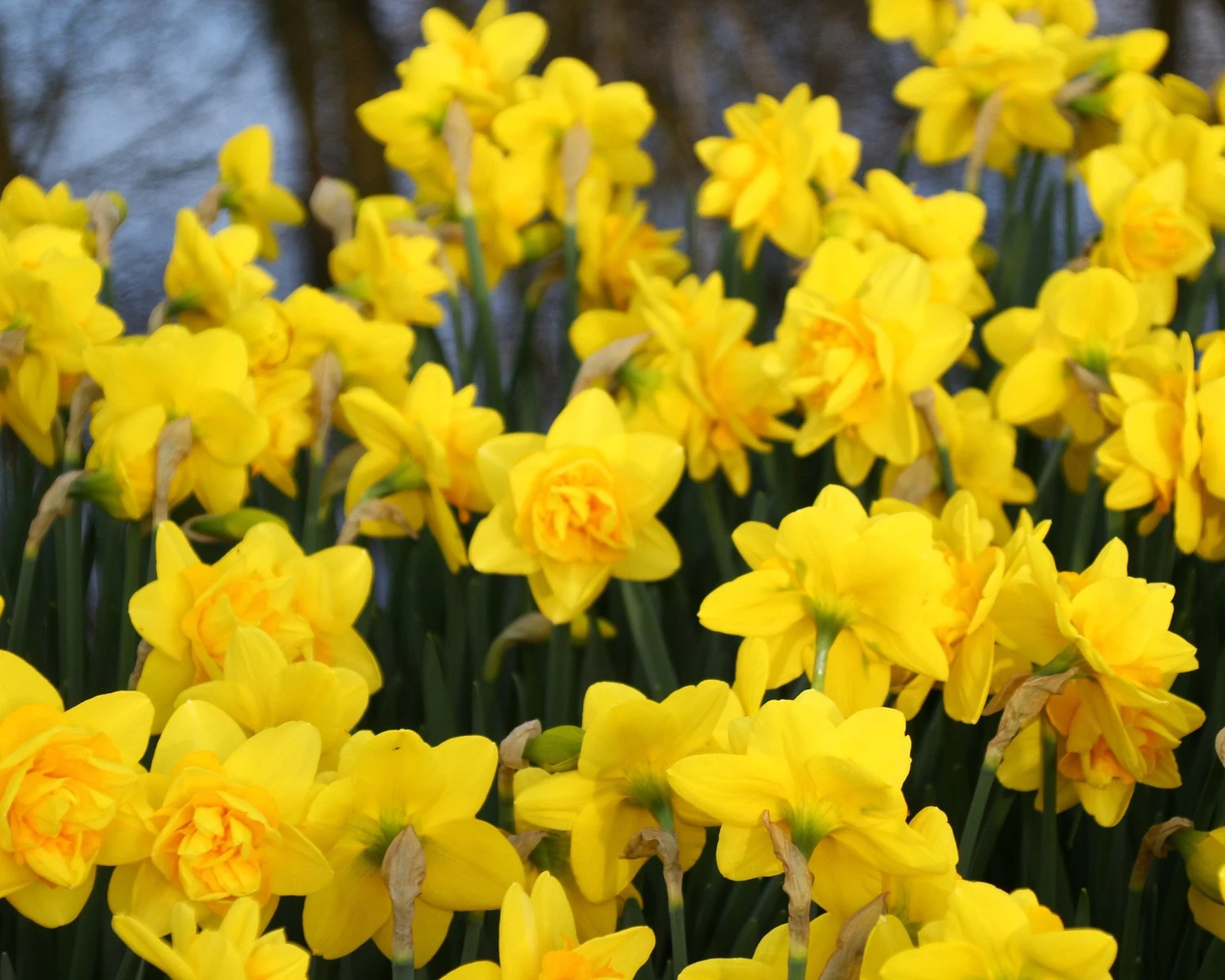 Narcissus 'Dick Wilden' - Image 4