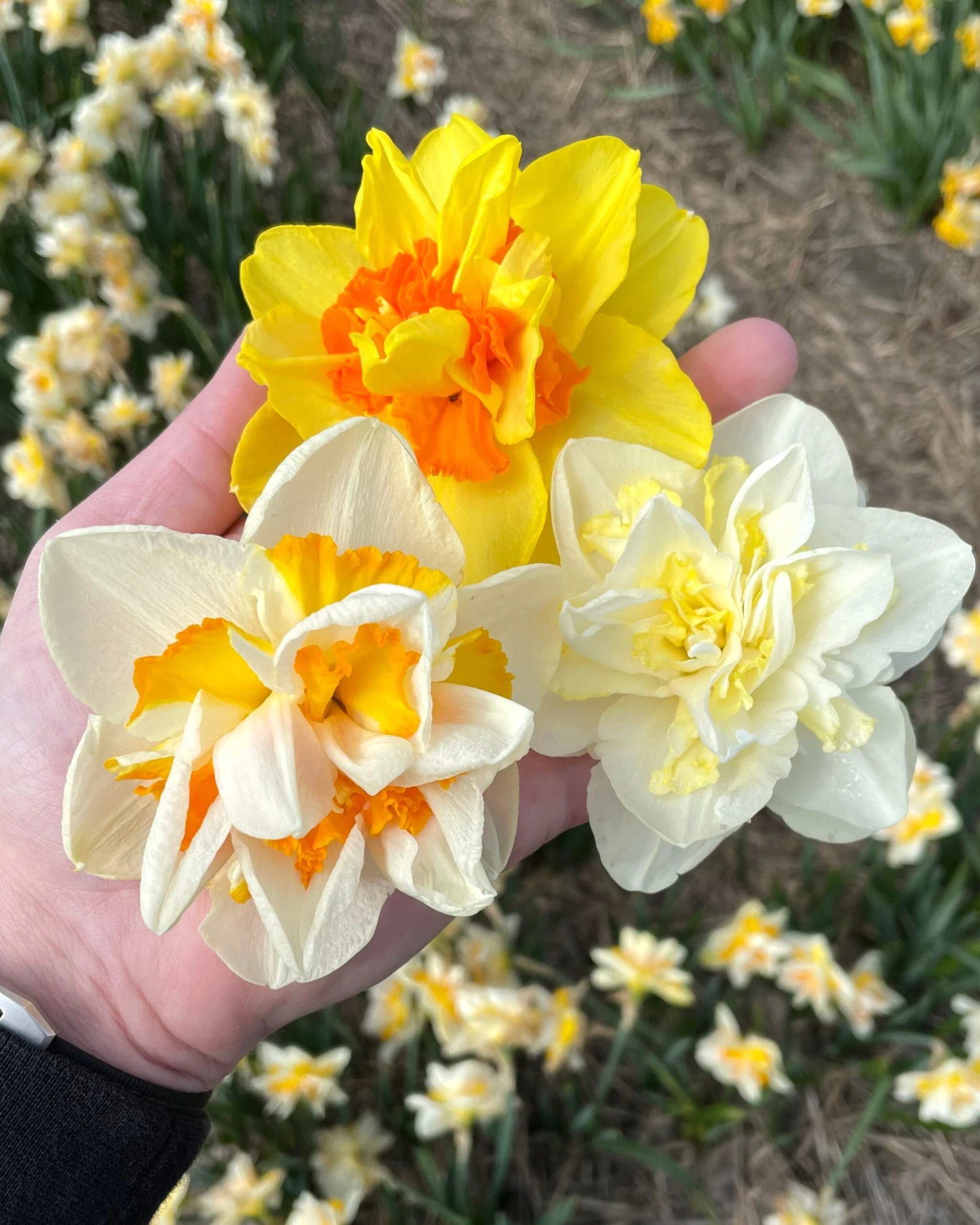 Narcissus 'Double Mixed' - Image 2