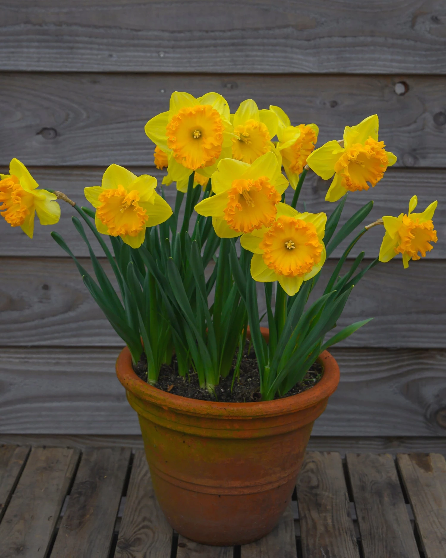 Narcissus 'Ferris Wheel' - Image 9