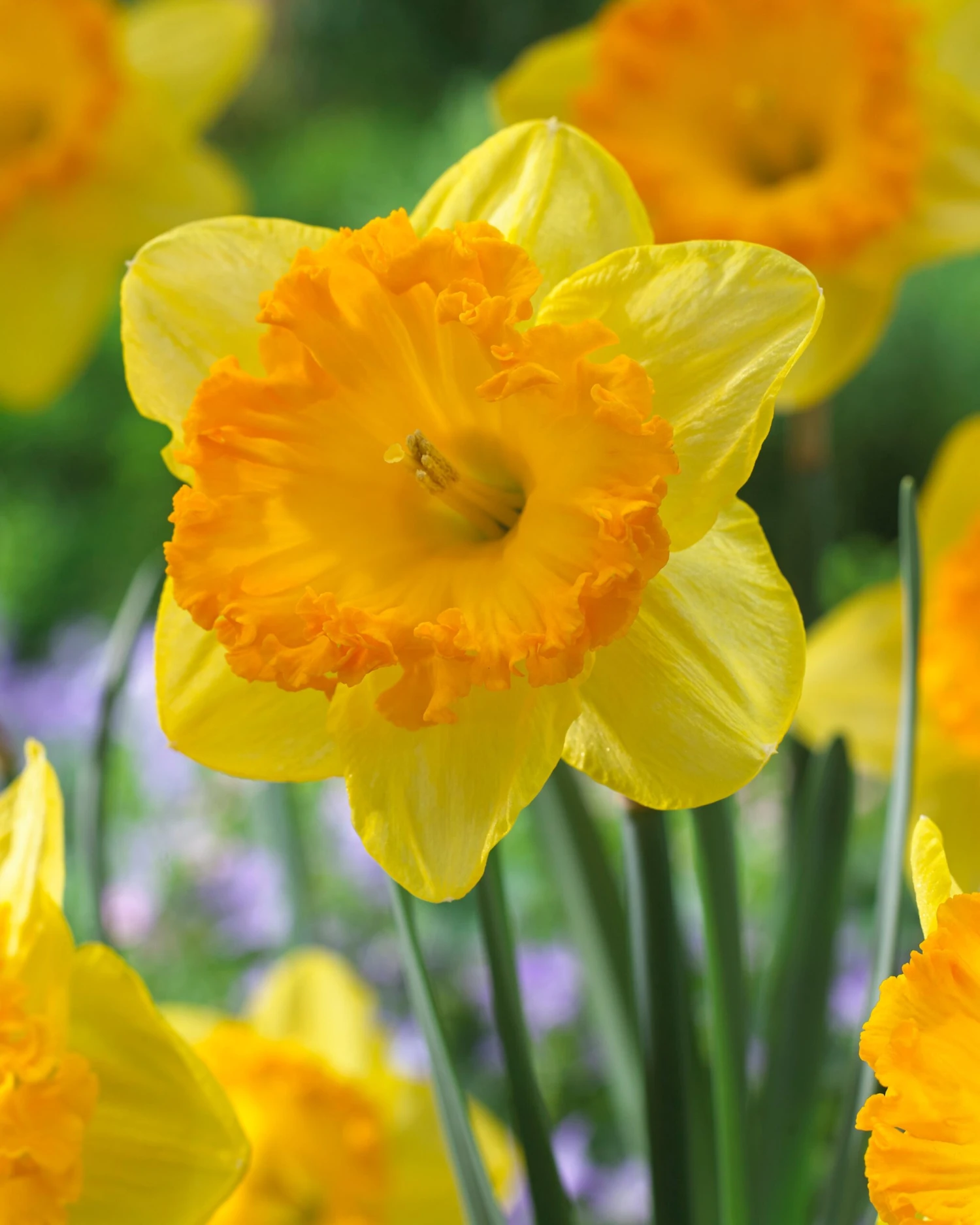 Narcissus 'Ferris Wheel' - Image 8