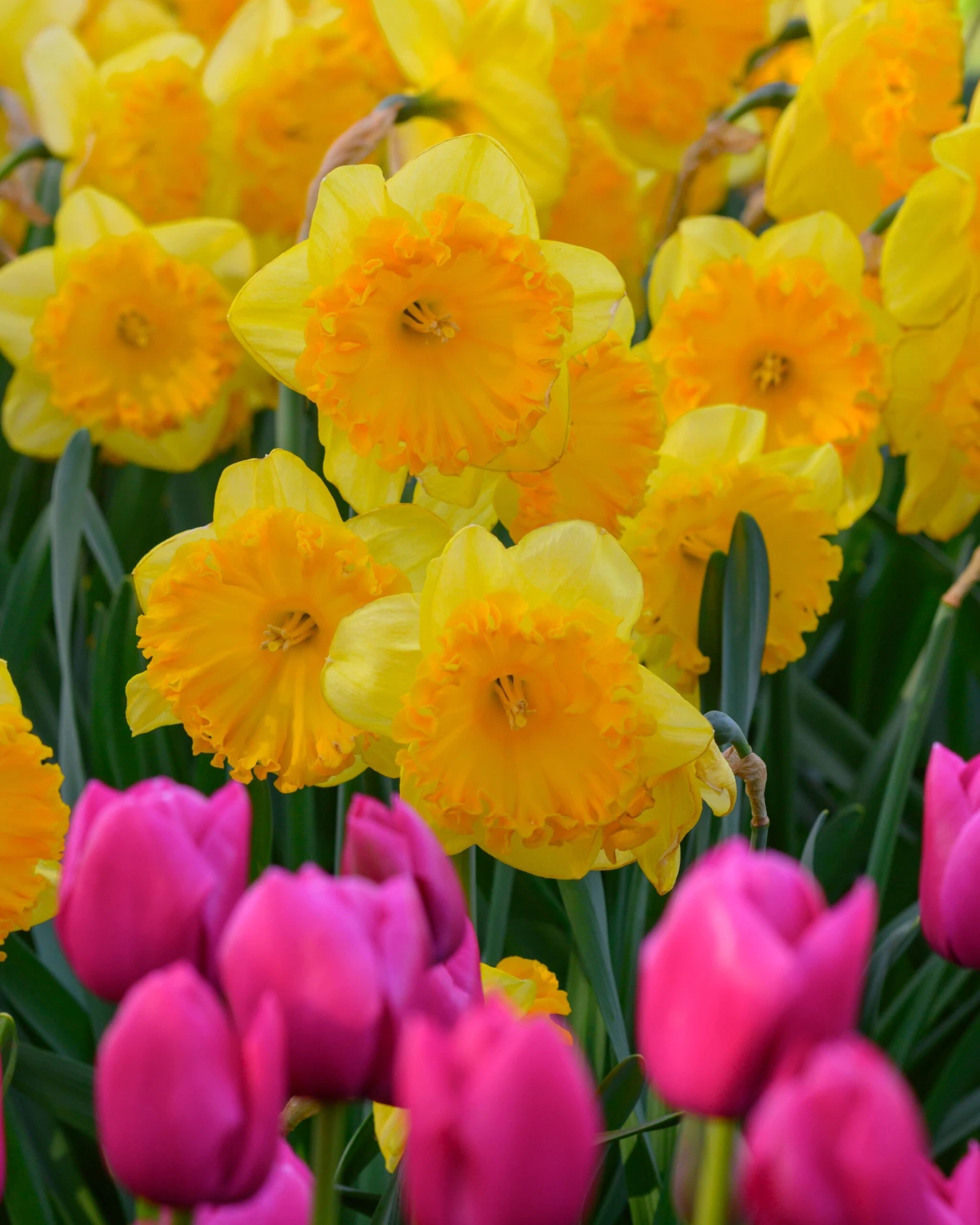 Narcissus 'Ferris Wheel' - Image 3