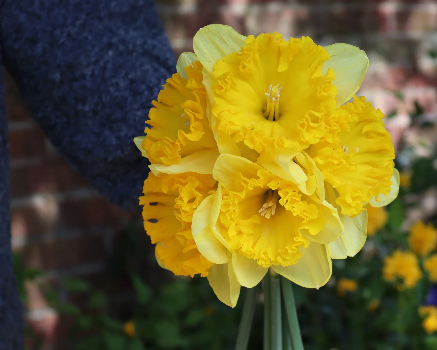 Narcissus 'Ferris Wheel' - Image 5