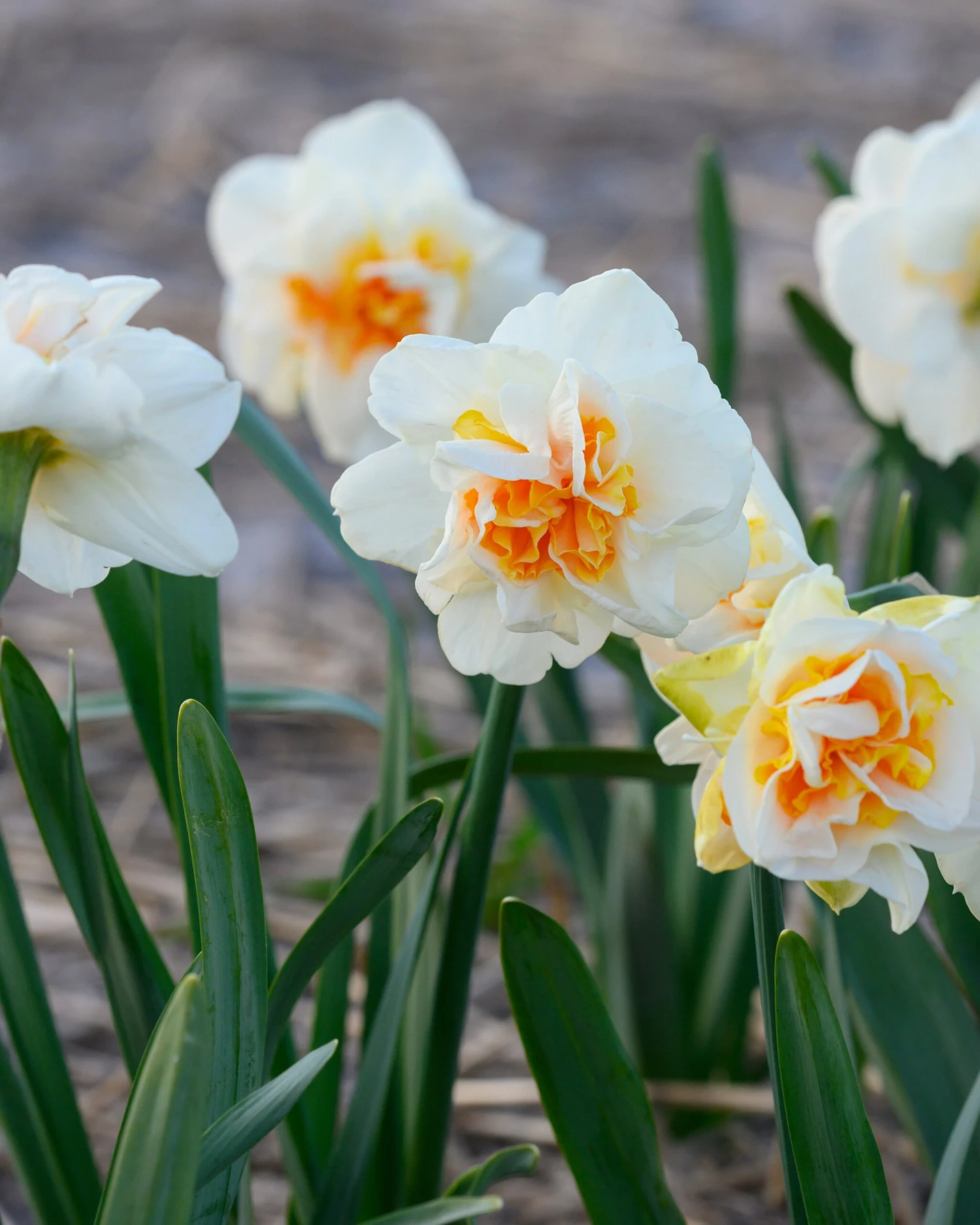 Narcissus 'Fragrant Spring' - Image 2