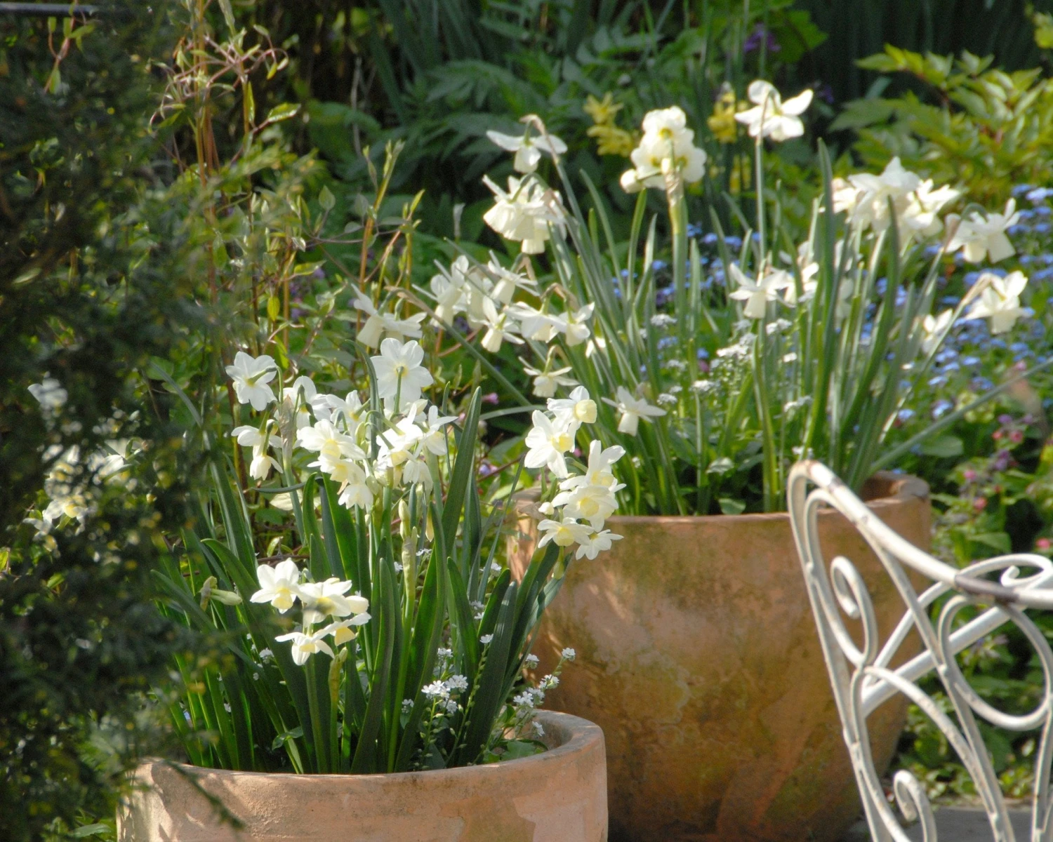 Narcissus 'Ice Wings' - Image 3