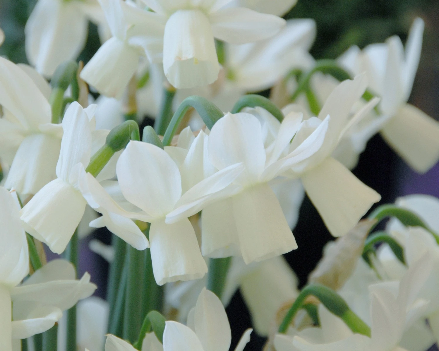 Narcissus 'Ice Wings' - Image 4