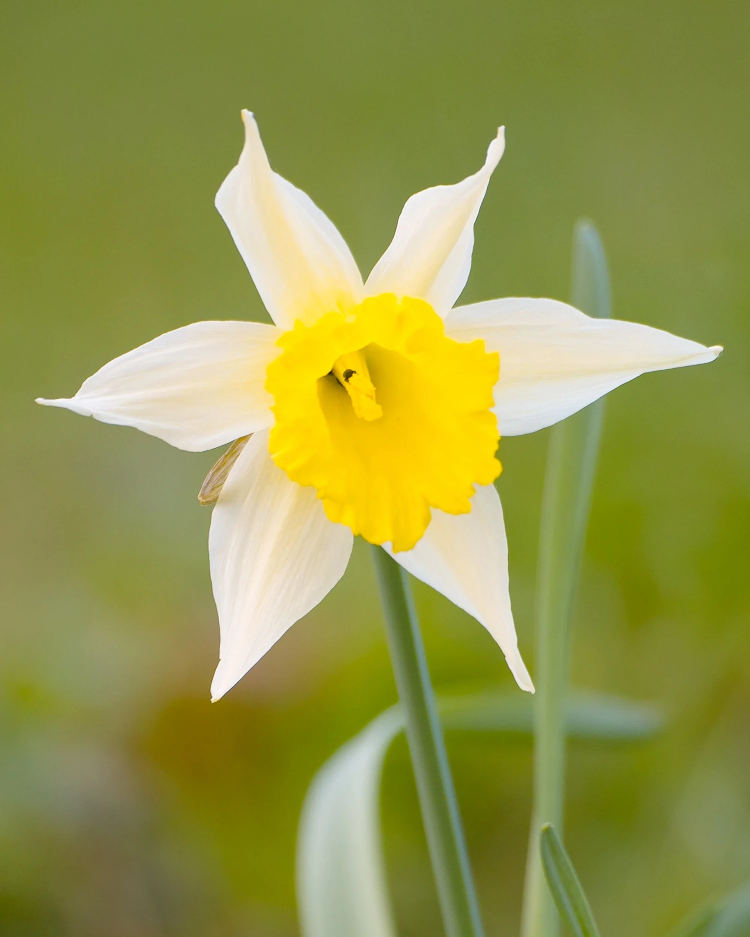 Narcissus Lobularis