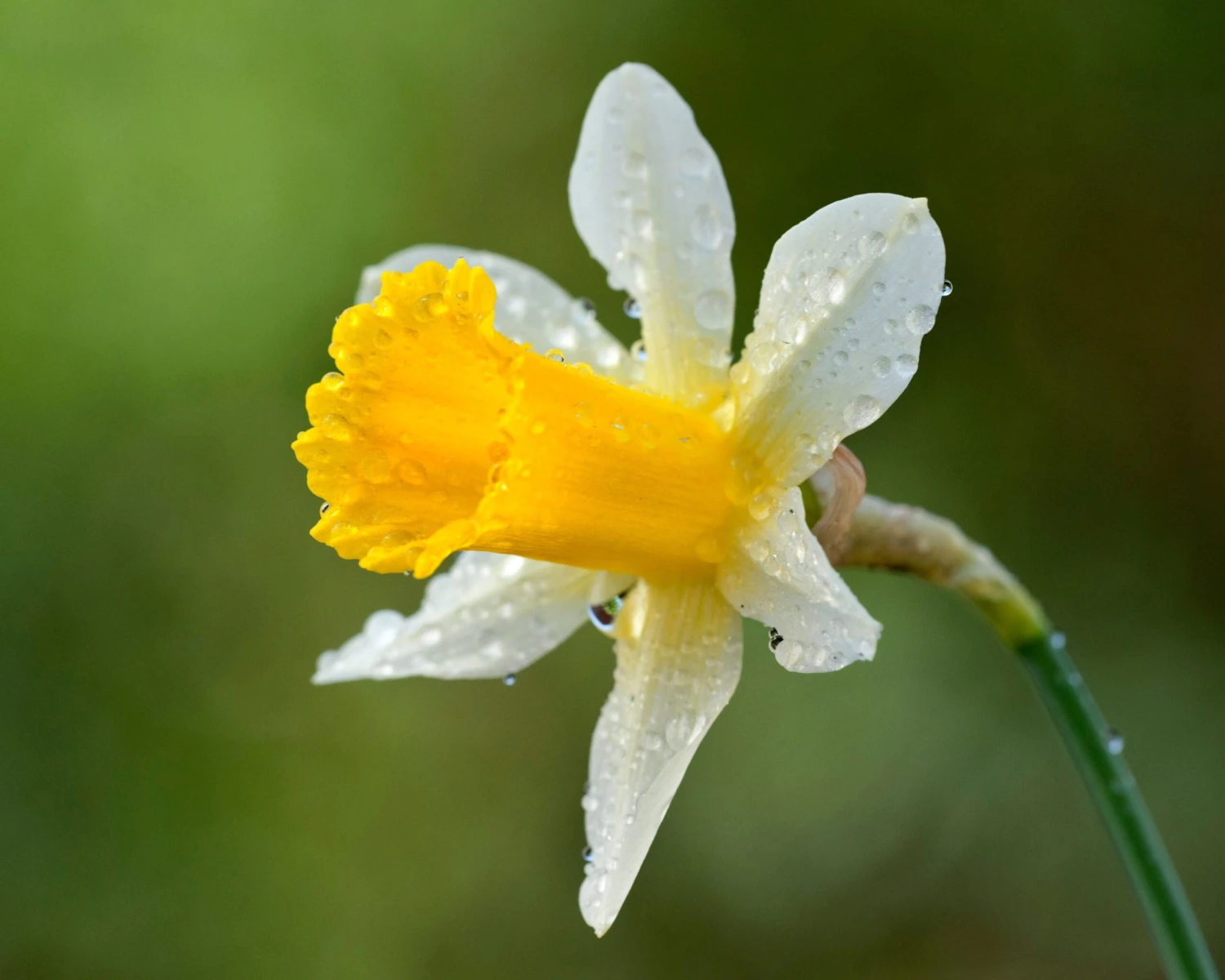 Narcissus Lobularis - Image 3