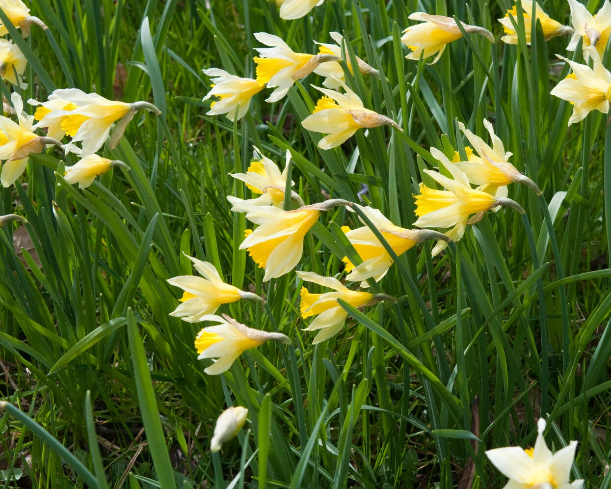 Narcissus Lobularis - Image 8