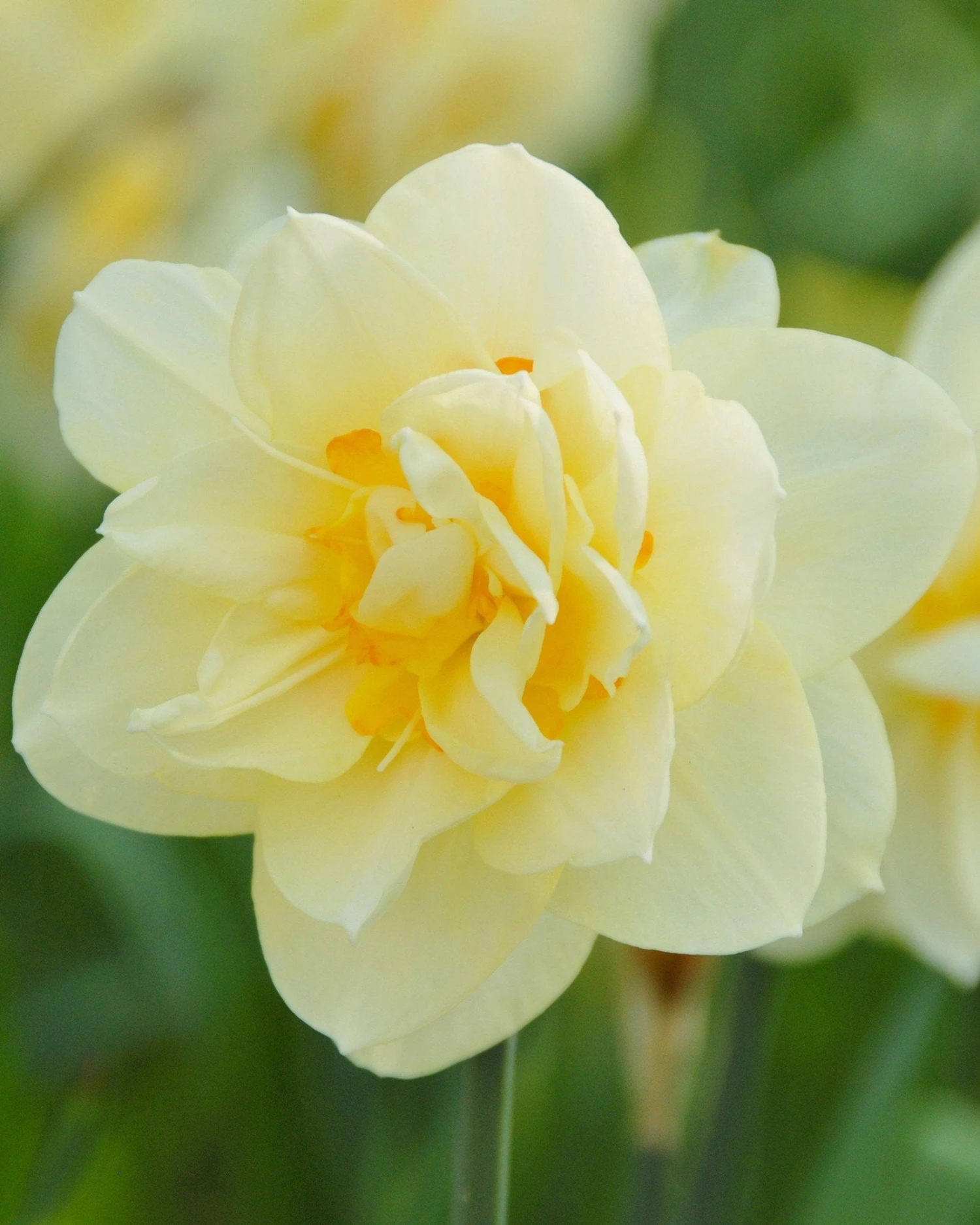 Narcissus 'Manly'