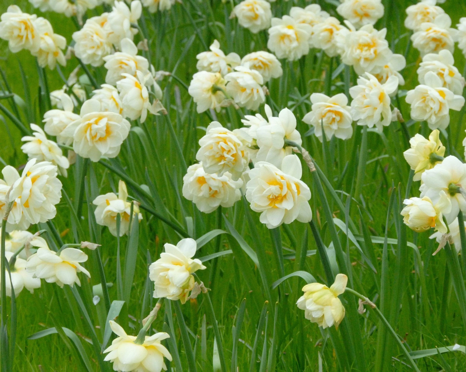 Narcissus 'Manly' - Image 2