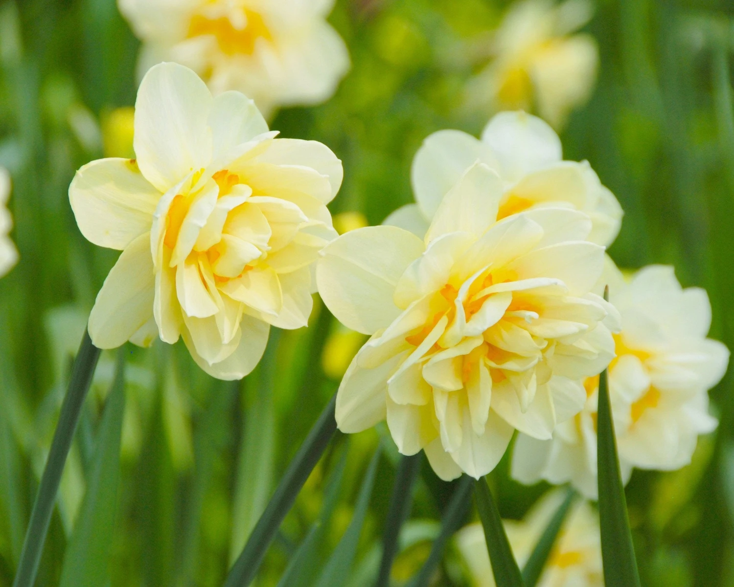 Narcissus 'Manly' - Image 3