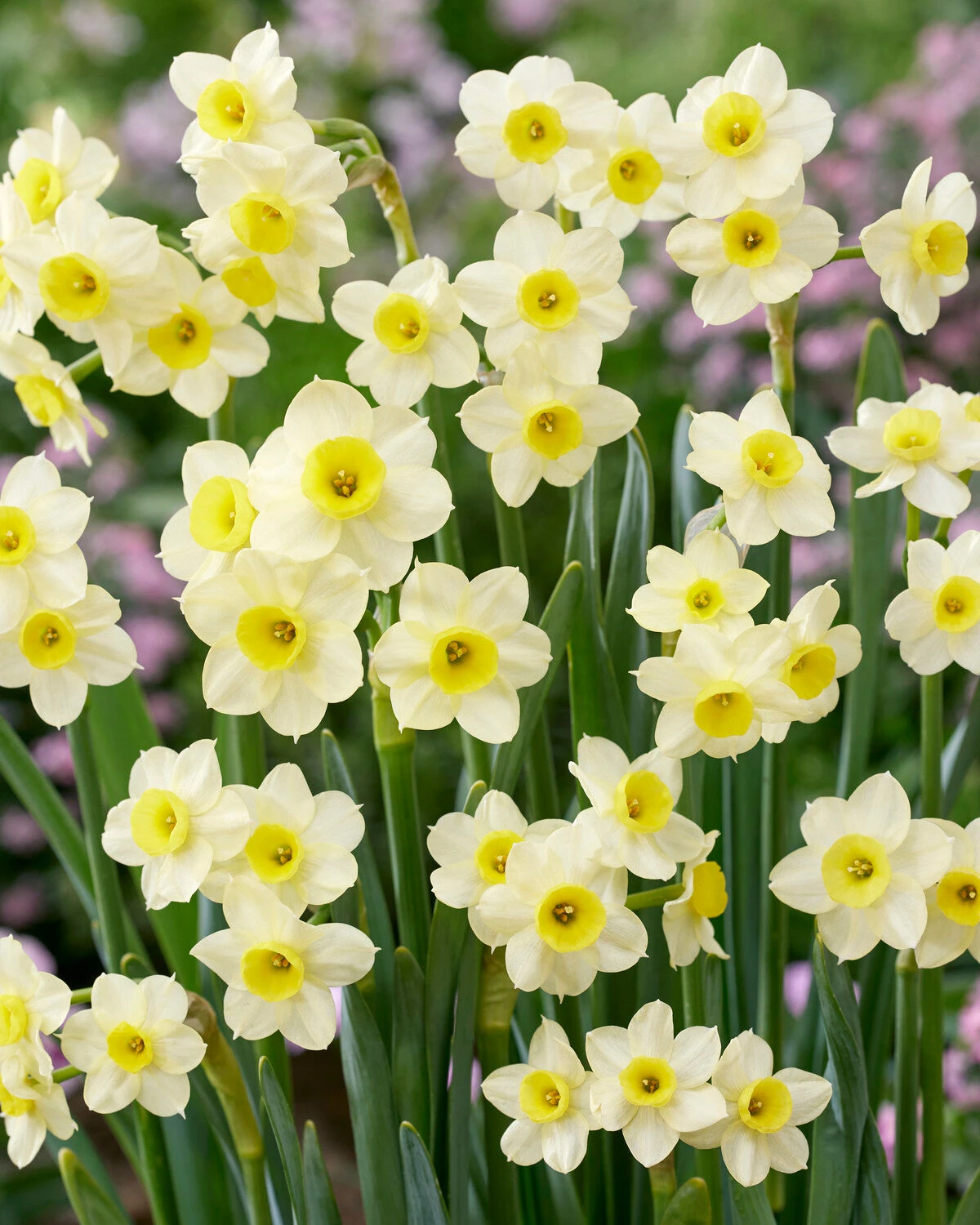 Narcissus 'Minnow' - Image 5