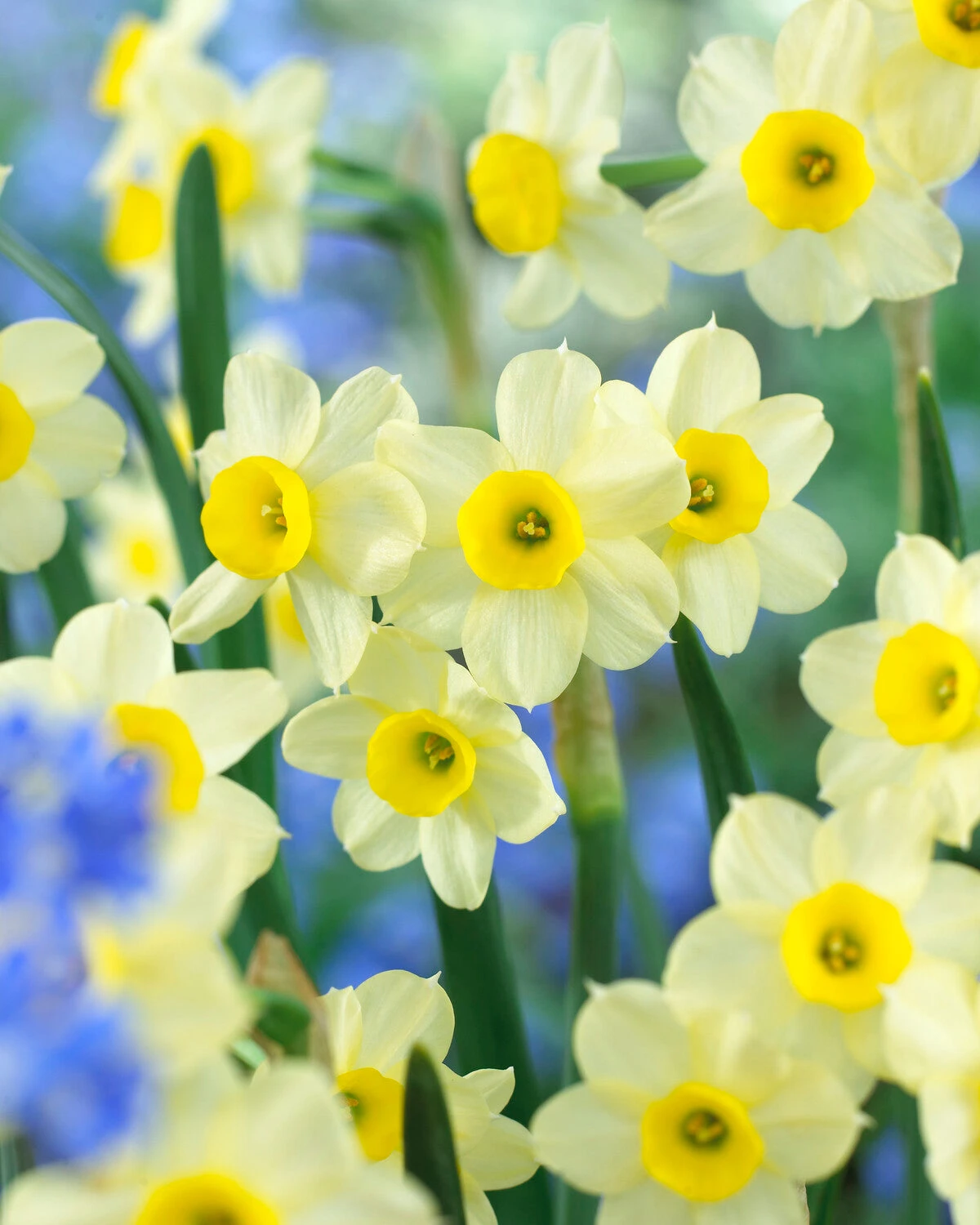 Narcissus 'Minnow' - Image 3