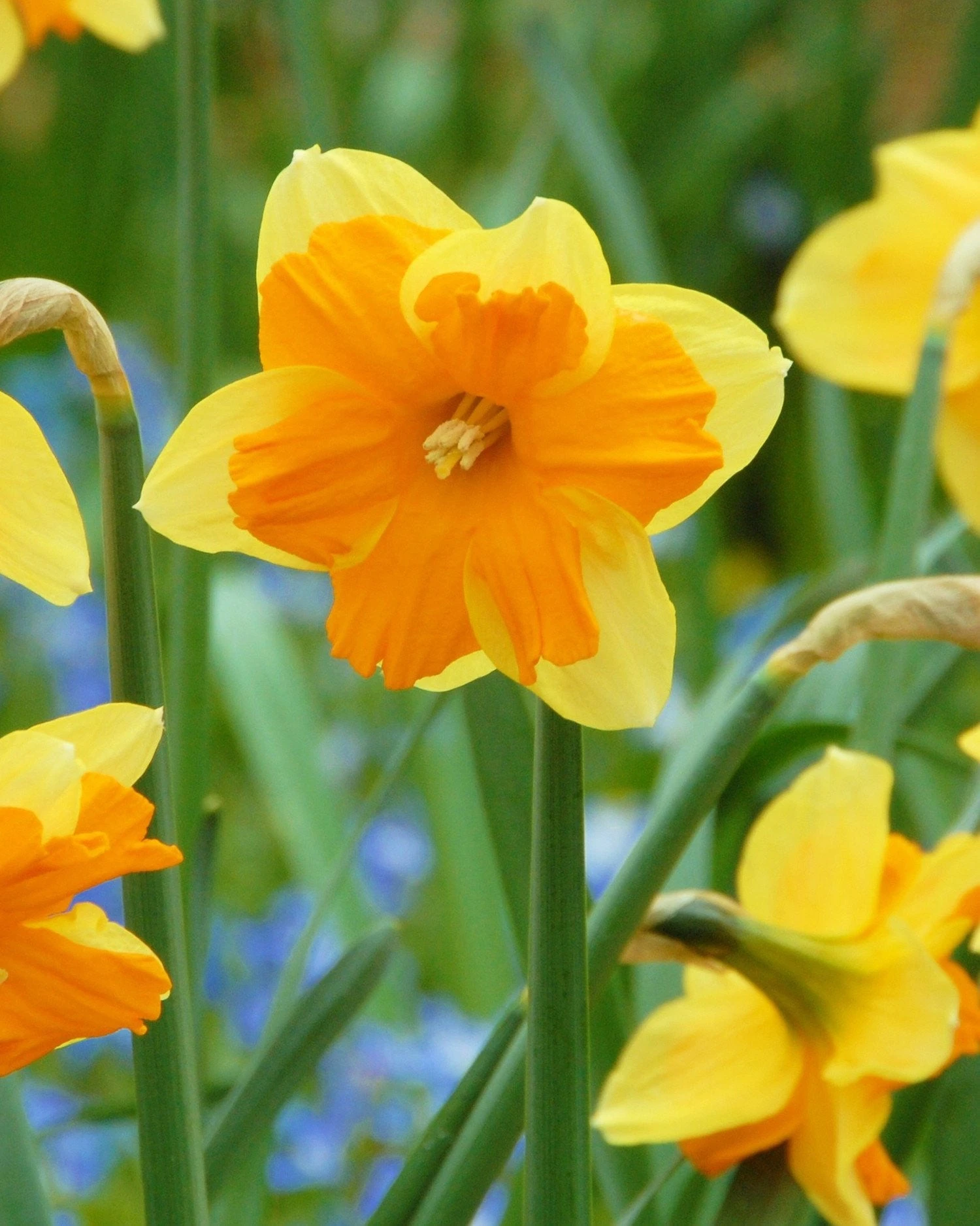 Narcissus 'Mondragon'