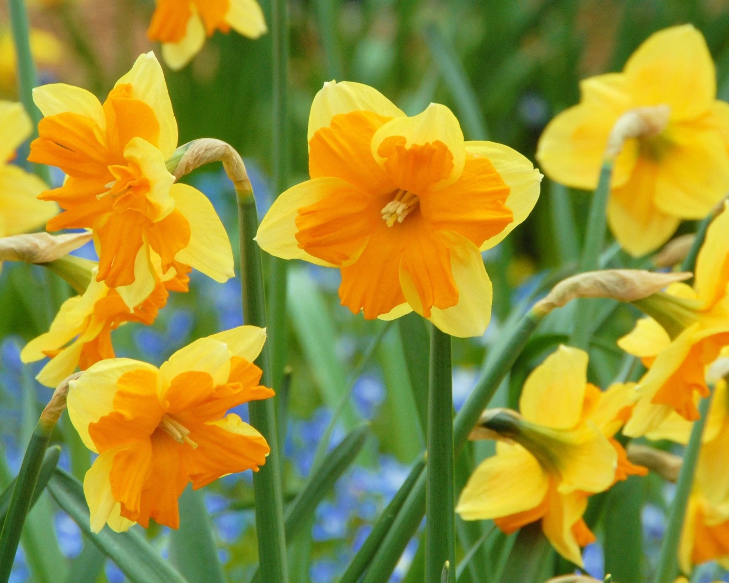 Narcissus 'Mondragon' - Image 5