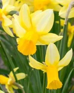 Narcissus 'Mother Duck'