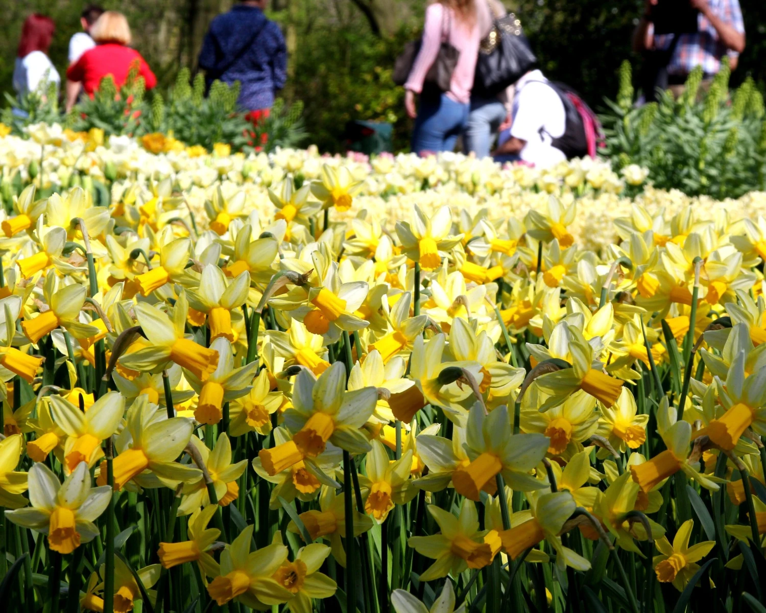 Narcissus 'Mother Duck' - Image 2