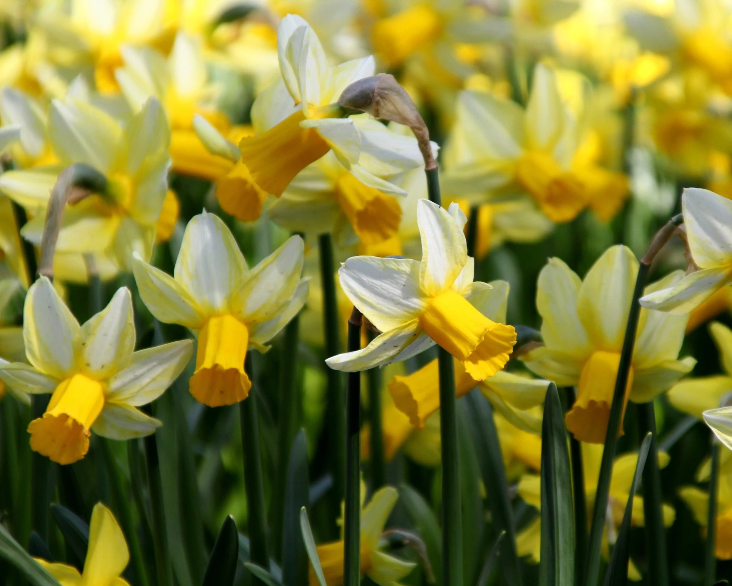 Narcissus 'Mother Duck' - Image 3