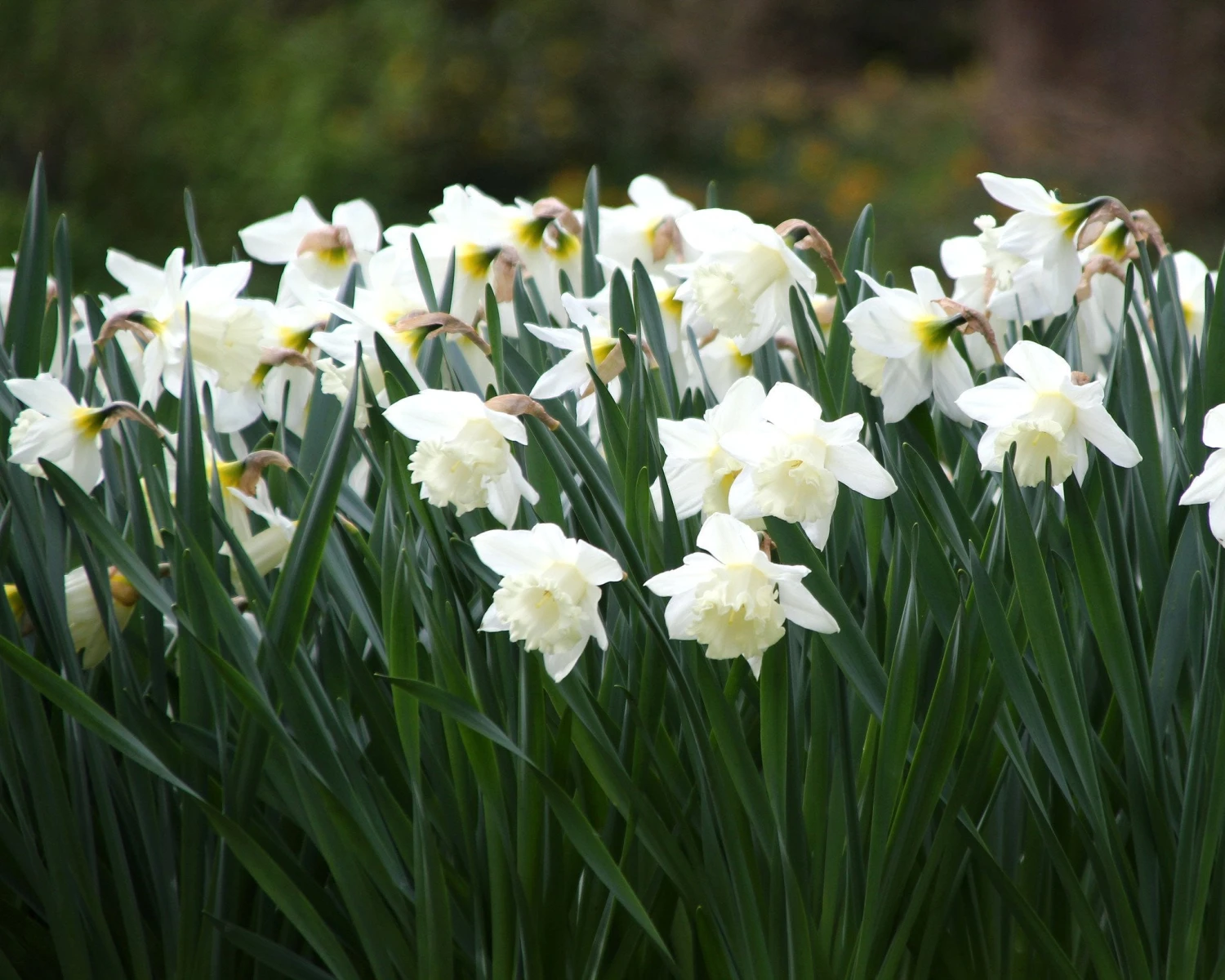 Narcissus 'Mount Hood' - Image 4
