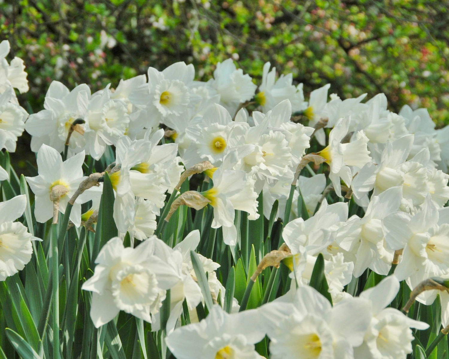 Narcissus 'Mount Hood' - Image 3