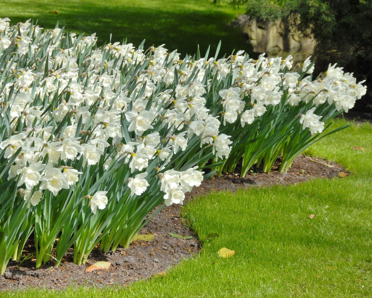 Narcissus 'Mount Hood' - Image 2