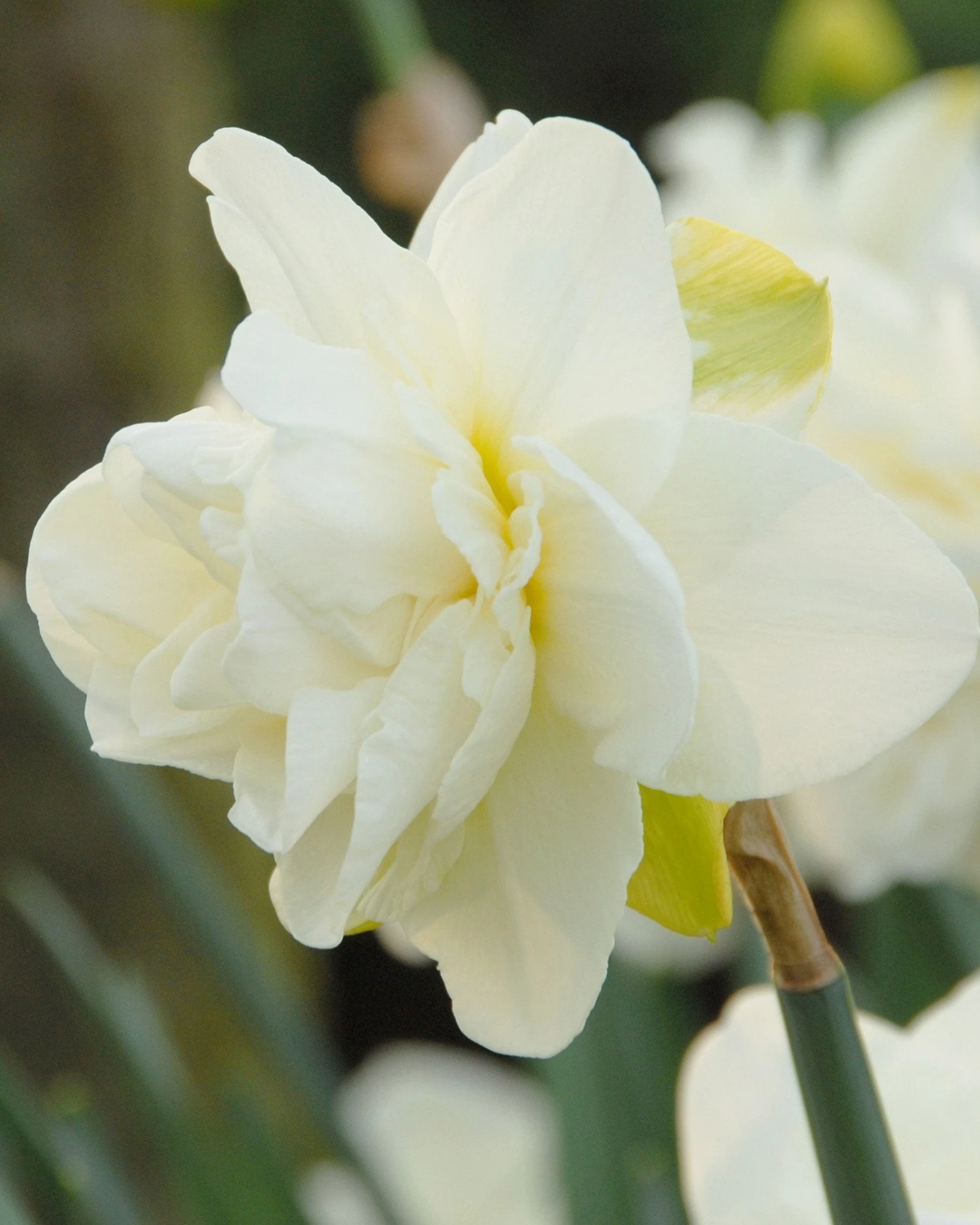 Narcissus 'Obdam'