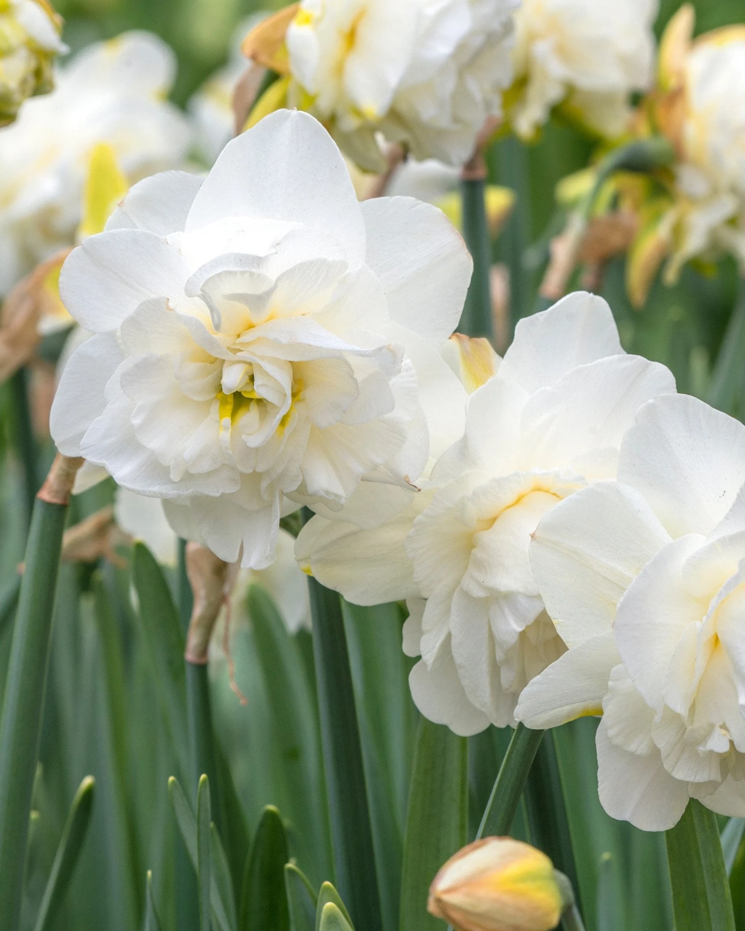 Narcissus 'Obdam' - Image 2