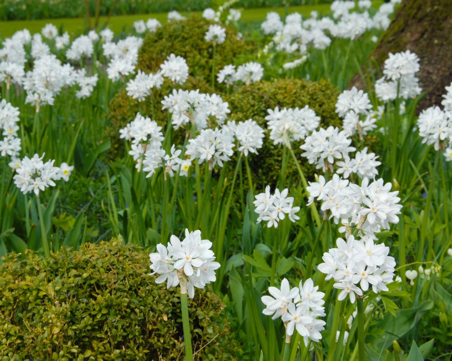Narcissus Tazetta 'Paperwhite' - Image 2