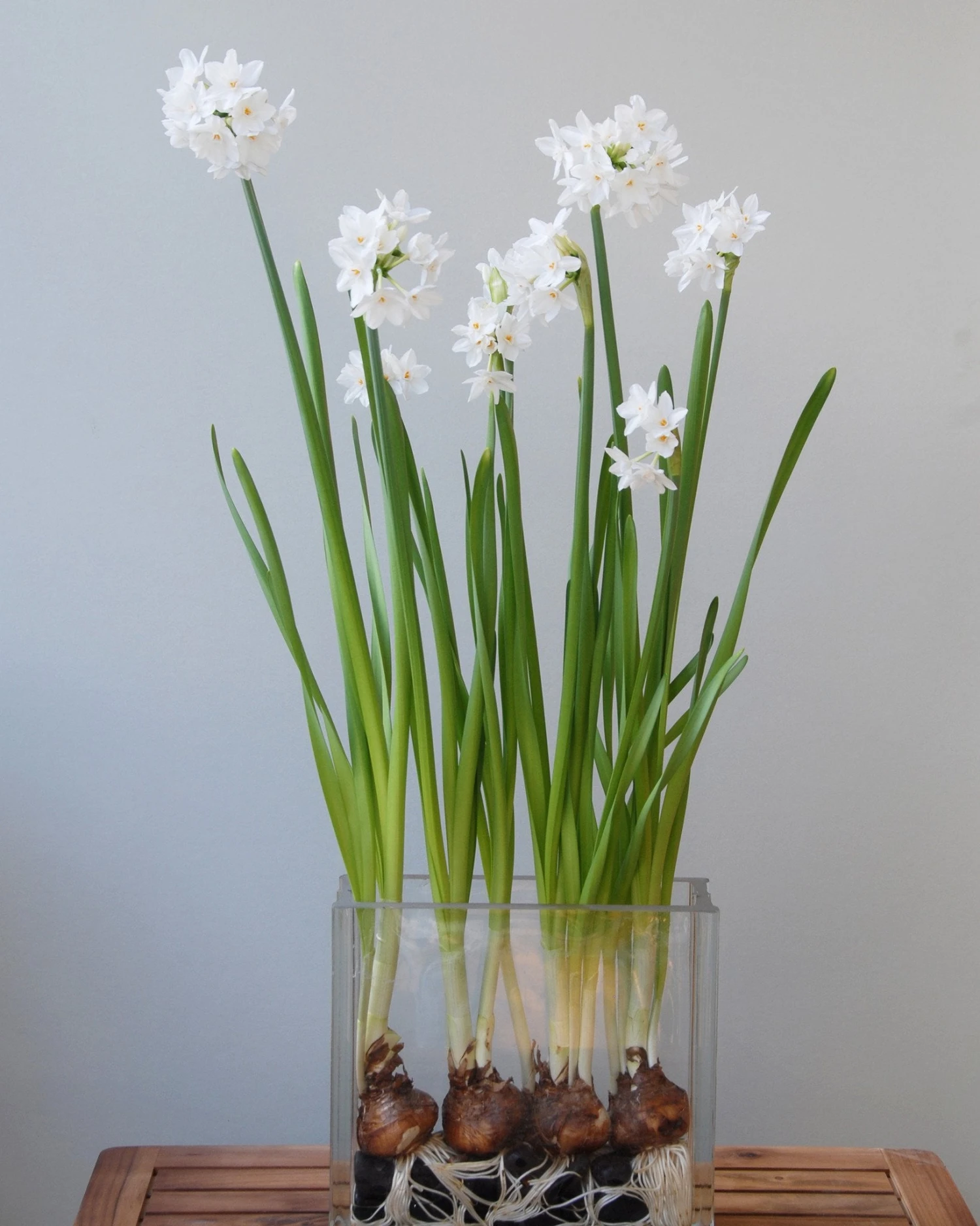 Narcissus Tazetta 'Paperwhite'