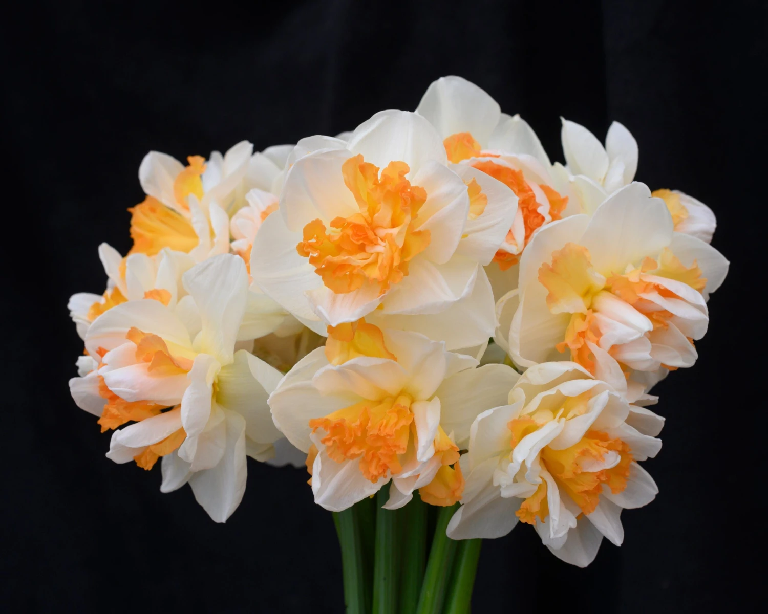 Narcissus 'Peach Prince' - Image 5