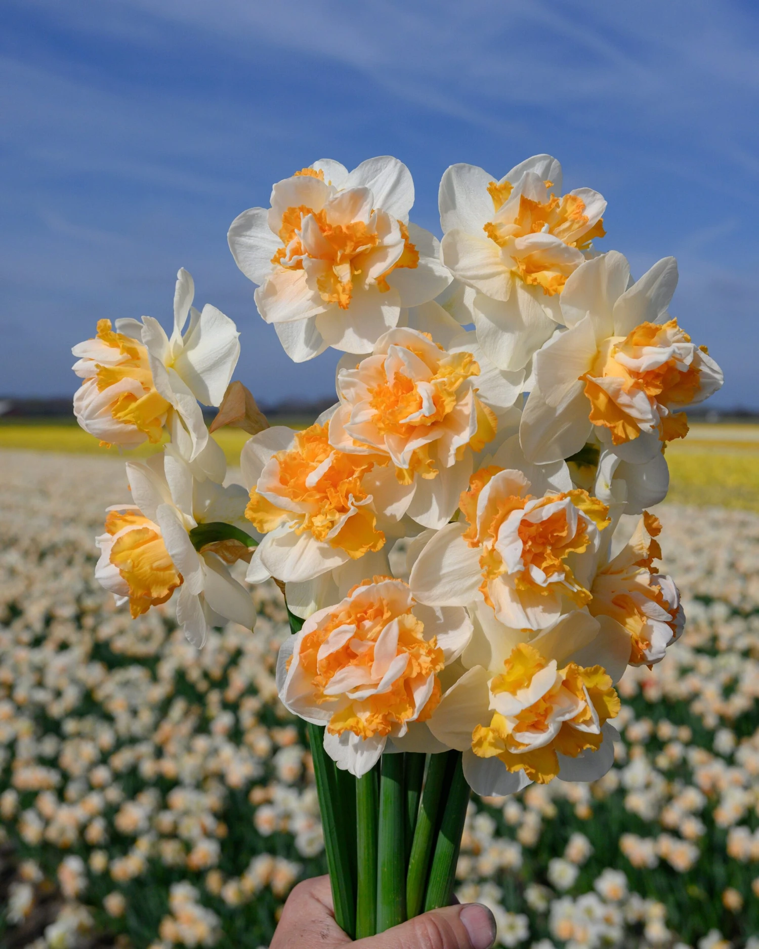 Narcissus 'Peach Prince' - Image 3
