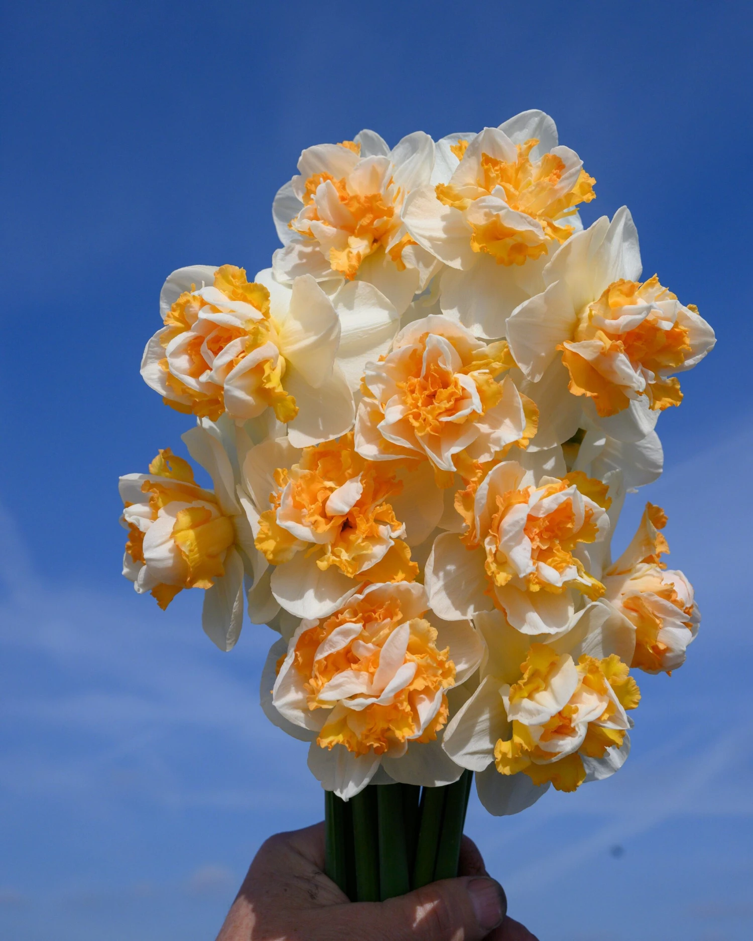 Narcissus 'Peach Prince' - Image 6