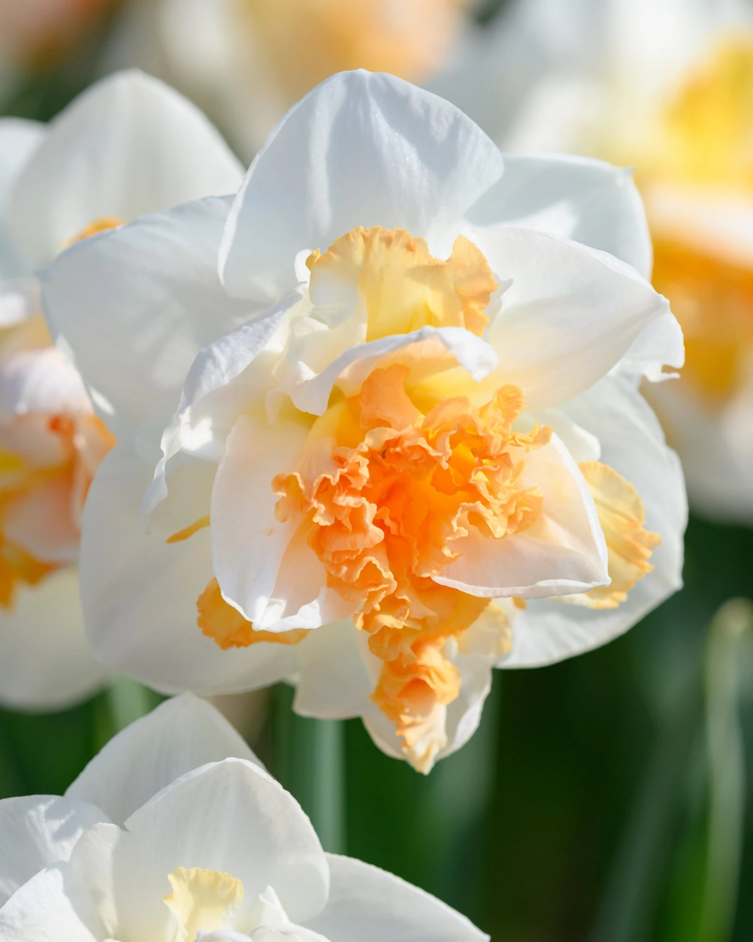 Narcissus 'Peach Prince' - Image 4