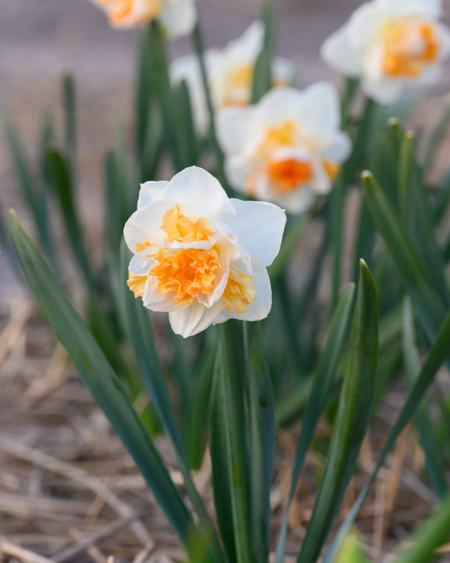 Narcissus 'Peach Prince' - Image 7