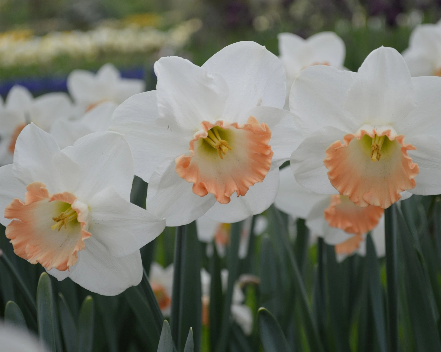 Narcissus 'Pink Charm' - Image 3