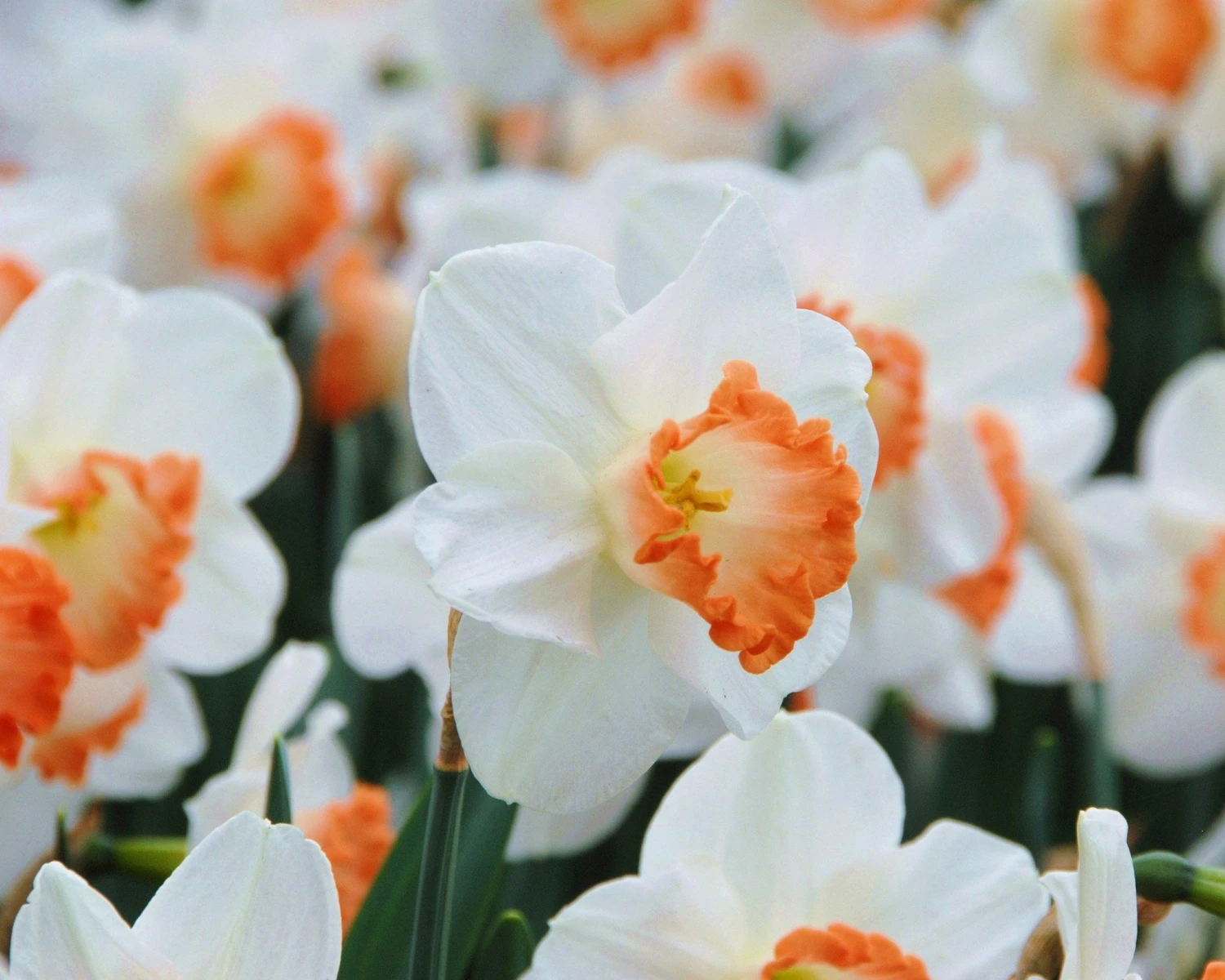 Narcissus 'Pink Charm' - Image 5