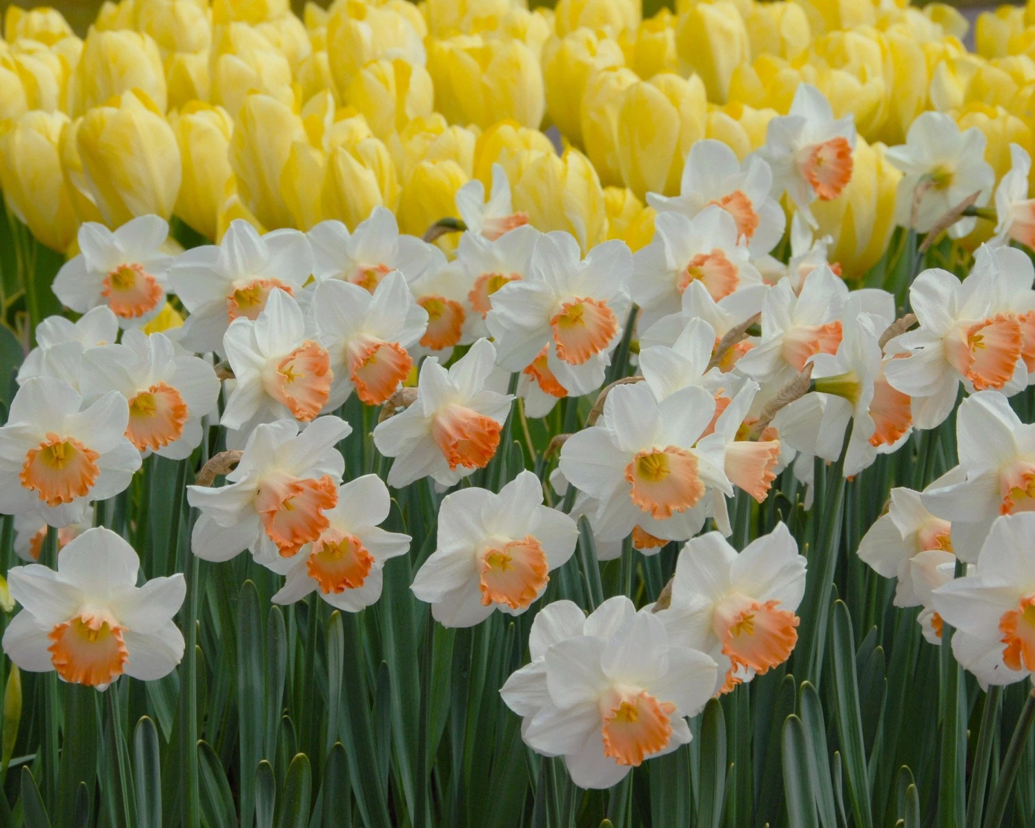 Narcissus 'Pink Charm' - Image 7