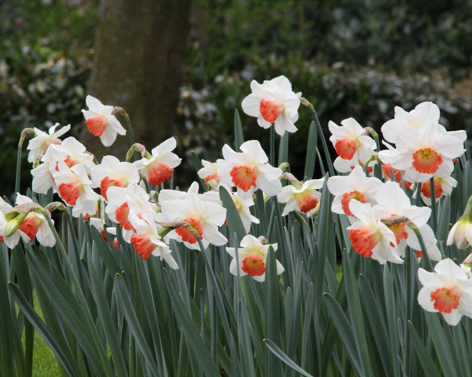 Narcissus 'Pink Charm' - Image 6