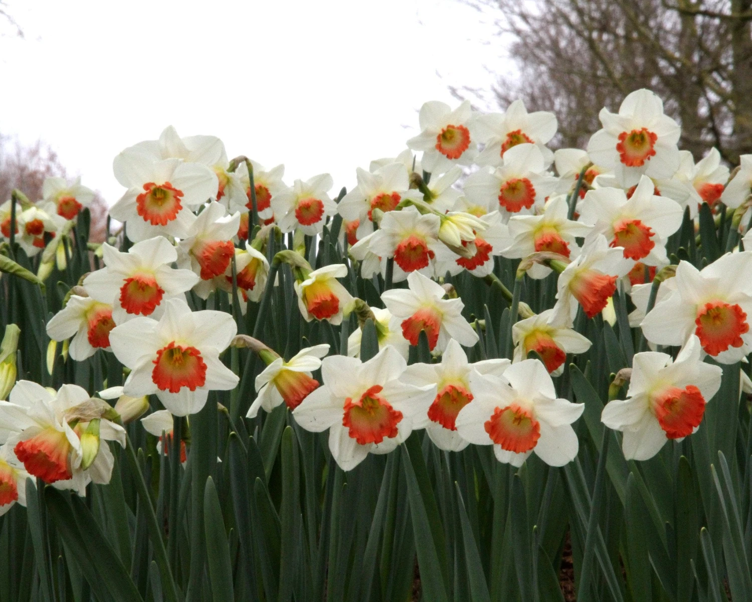 Narcissus 'Pink Charm' - Image 8
