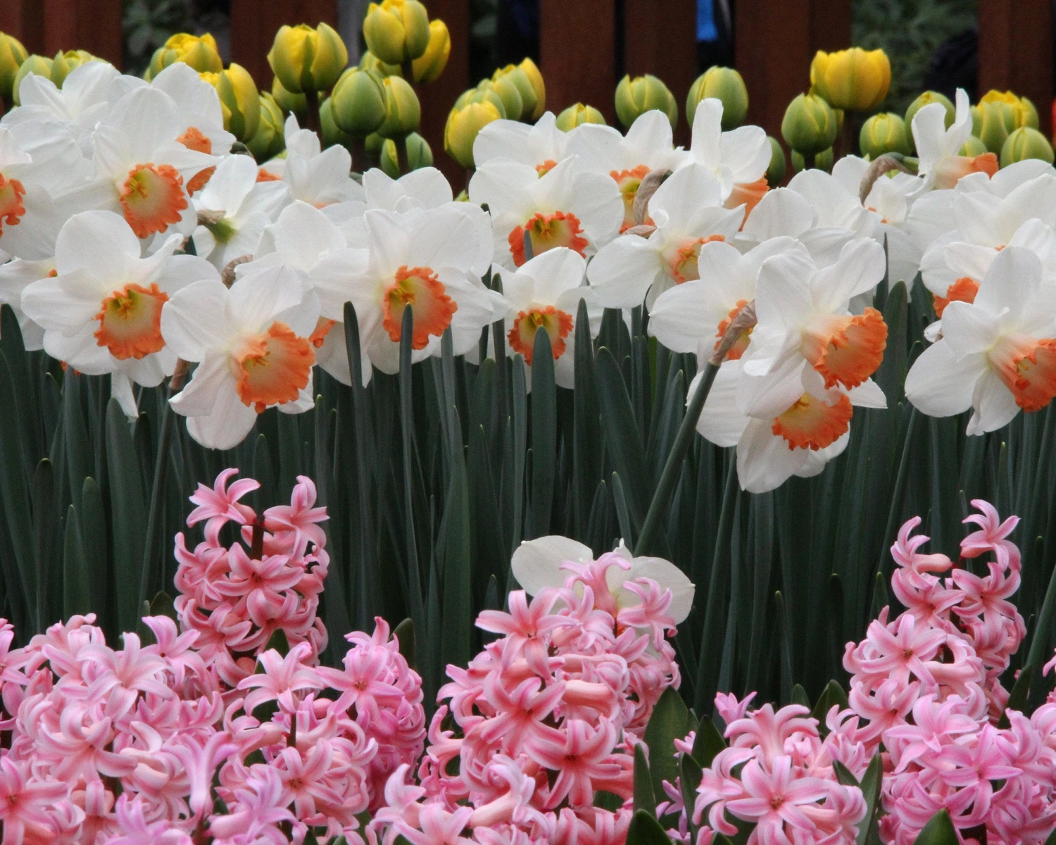 Narcissus 'Pink Charm' - Image 10