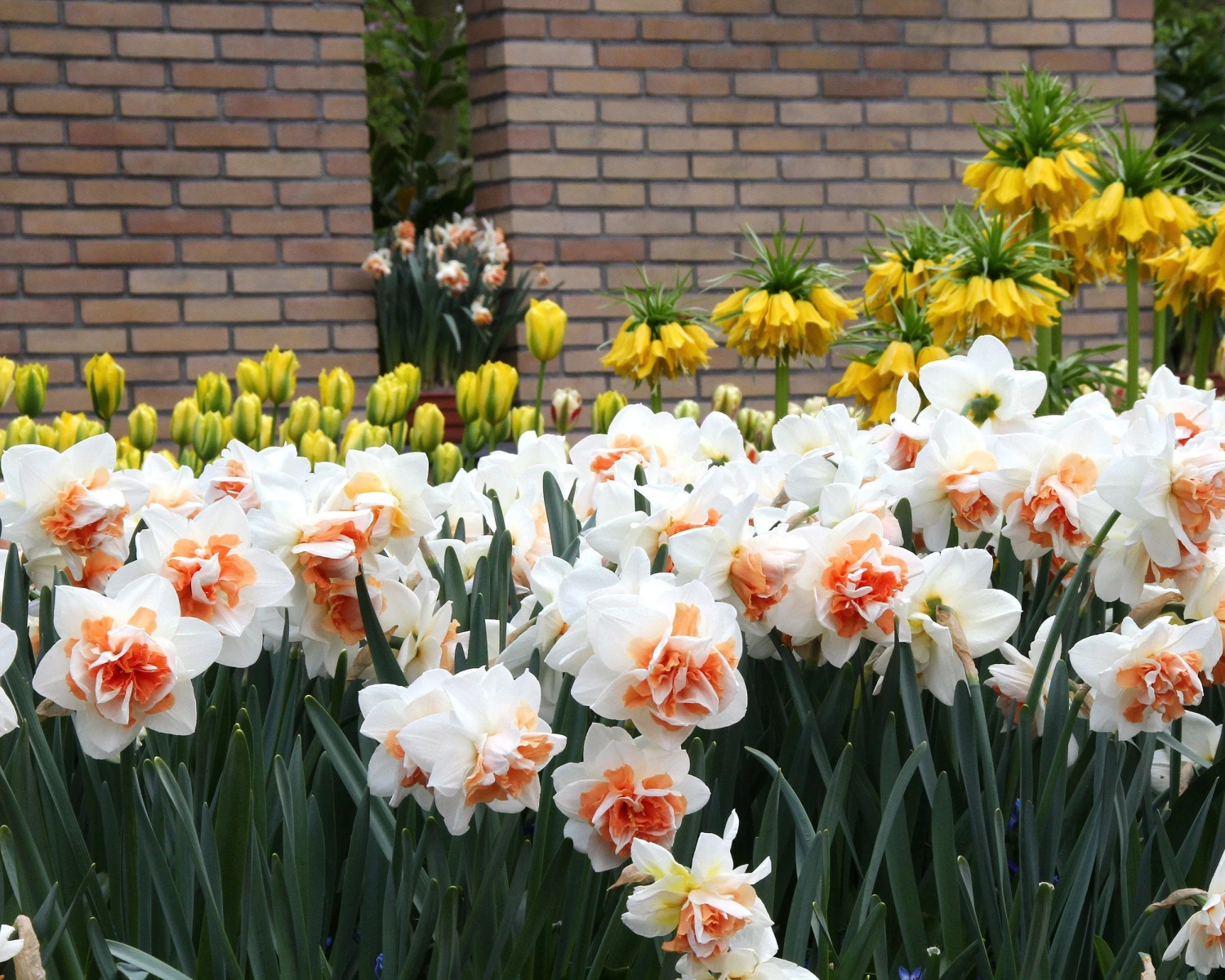 Narcissus 'Replete' - Image 3