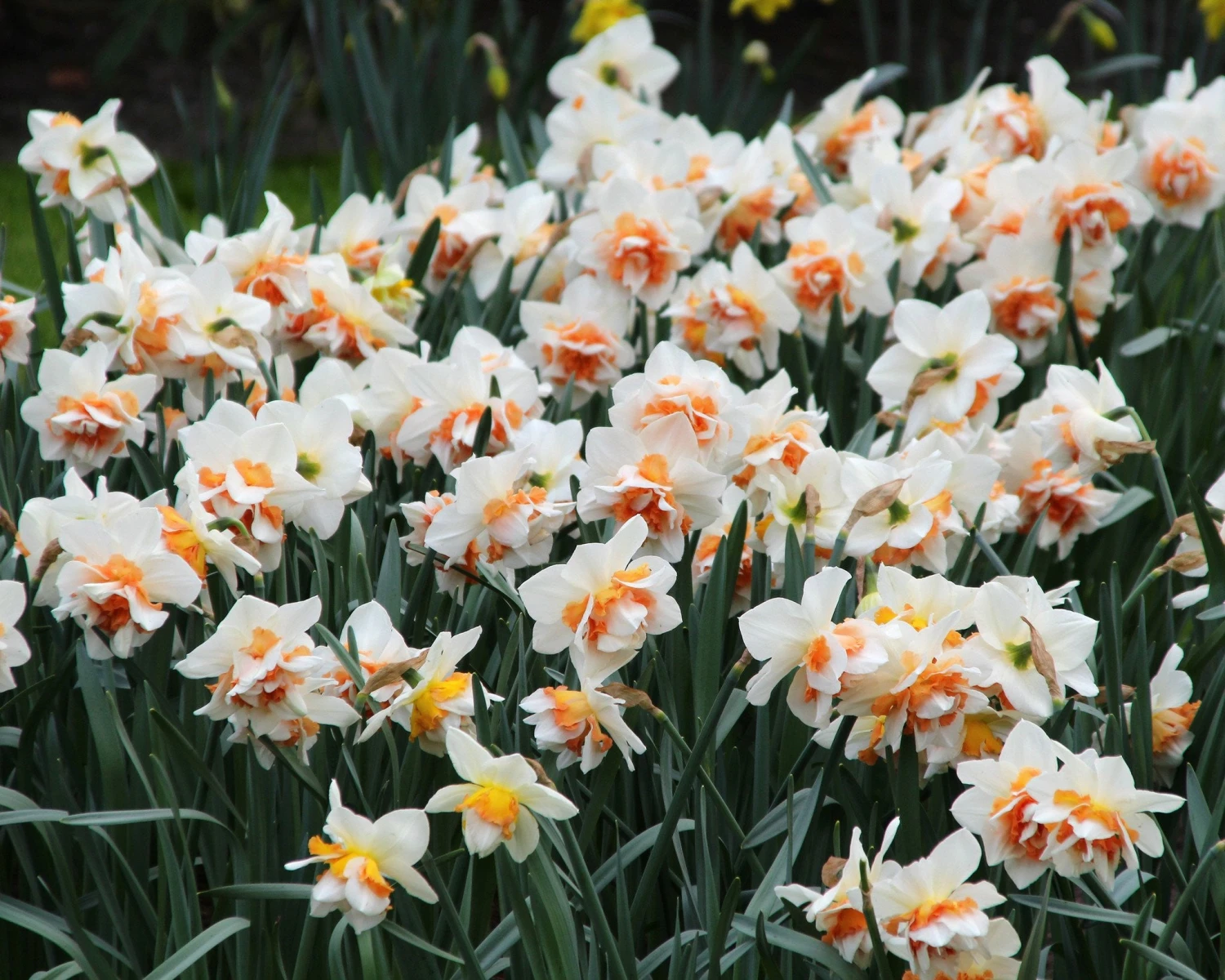 Narcissus 'Replete' - Image 6
