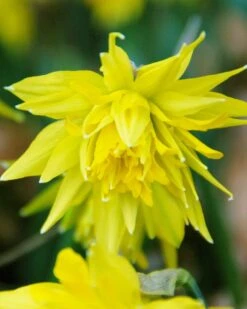Narcissus 'Rip Van Winkle'