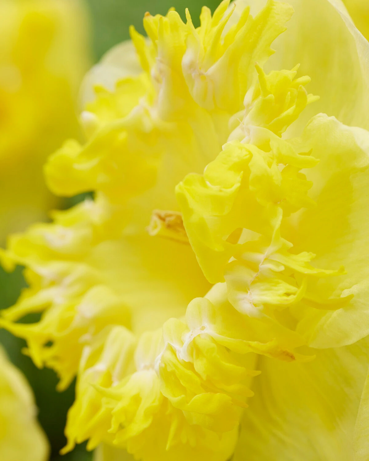 Narcissus 'Snowtip' - Image 5