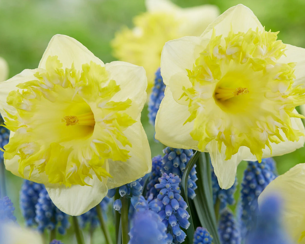 Narcissus 'Snowtip' - Image 2