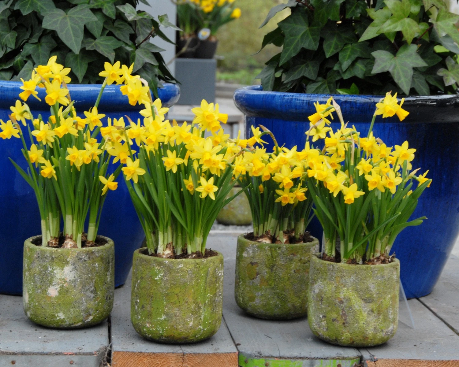 Narcissus 'Tête à Tête' - Image 4