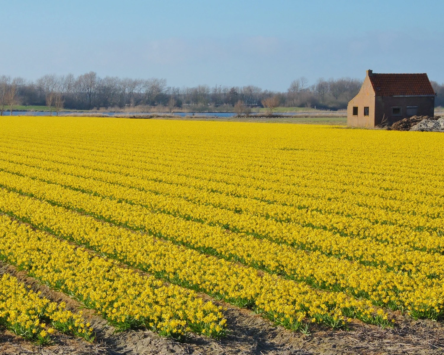 Narcissus 'Tête à Tête' - Image 12
